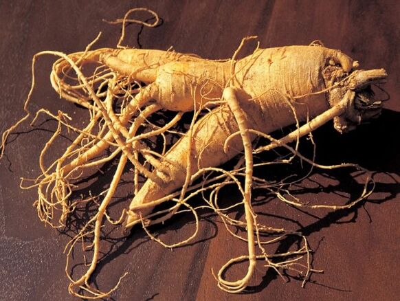 Ginseng rót